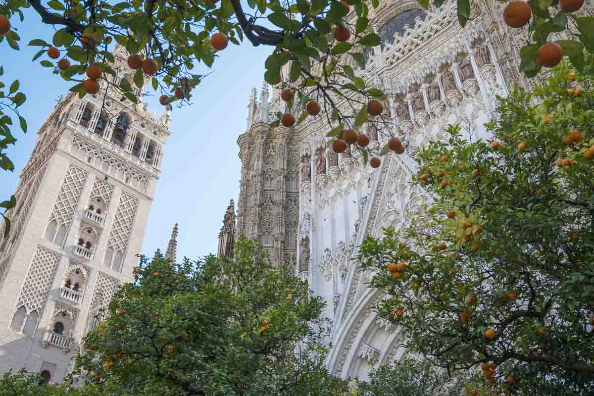 exterior view of seville cathedral and bell tower framed by orange trees