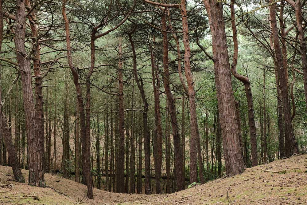 tall trees in a forest