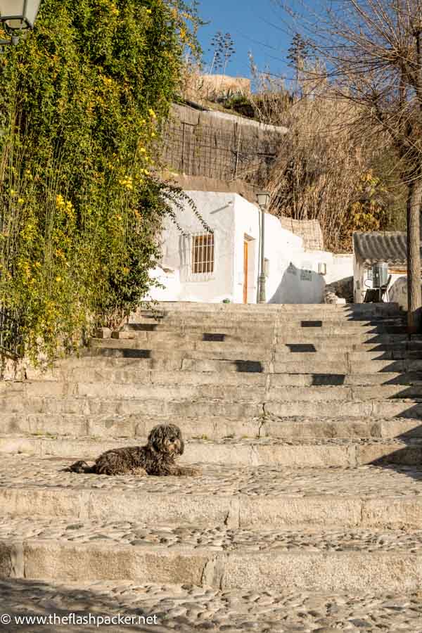 dog lying on set of stone steps leading up to whitewashed buildings