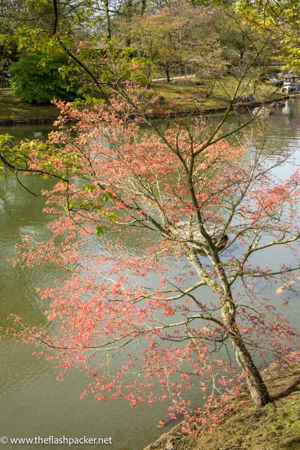 red foliage of small tree by stream in japanse tuin hasselt