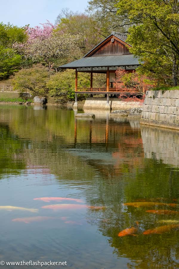 poi carp in water in front of ceremonial tea house