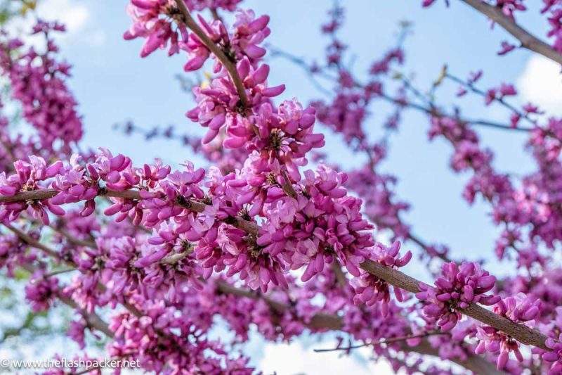 pink cherry blossom against a blue sky