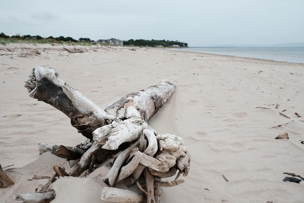 larhs piece of driftwood on a sandy beach