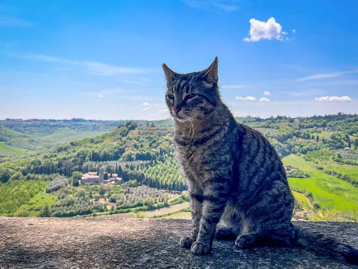 tabby cat sitting on wall with umbrian landscape behind