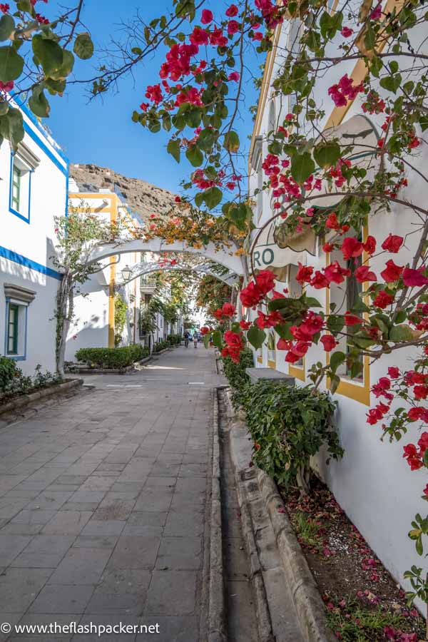 pretty street lined with whitewashed buildings draped with red flowers