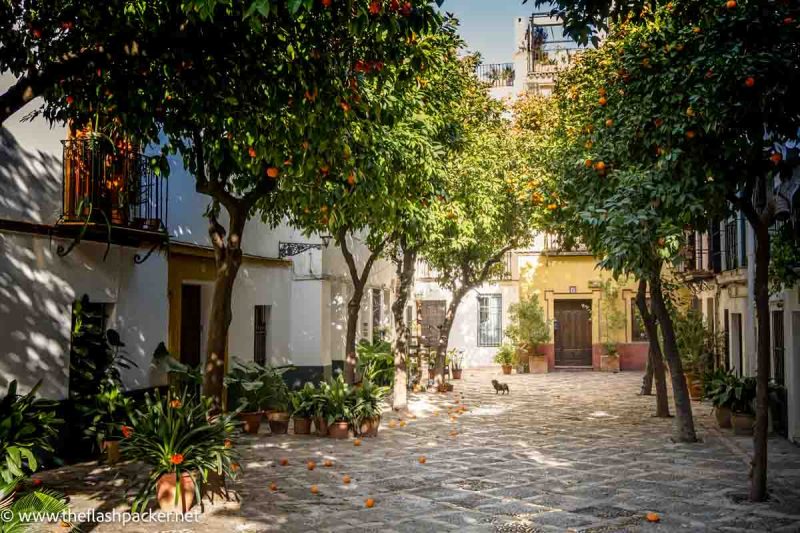 small dog in pretty square lined with orange trees seen as part of 3-day seville itinerary