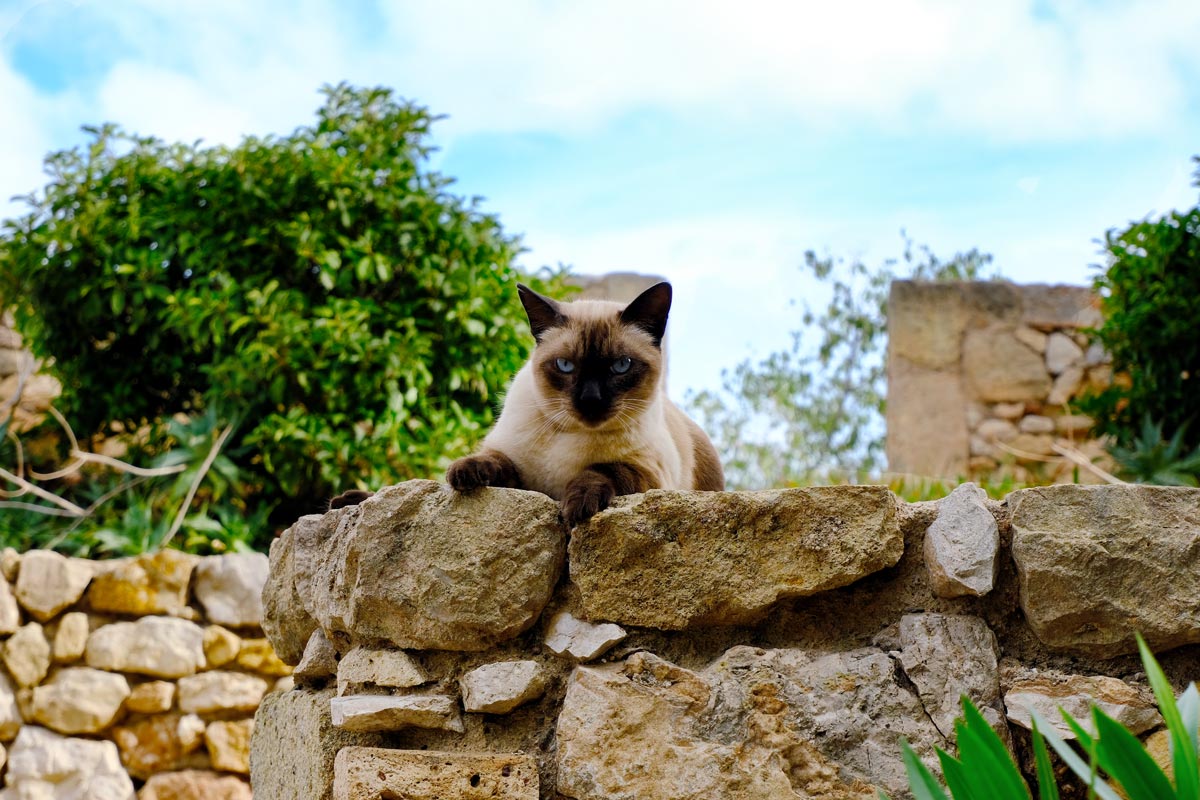 cat sitting on a stone wall in tarragona spain