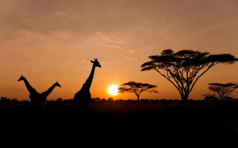 setting sun with sillhouette of trees and giraffe in africa