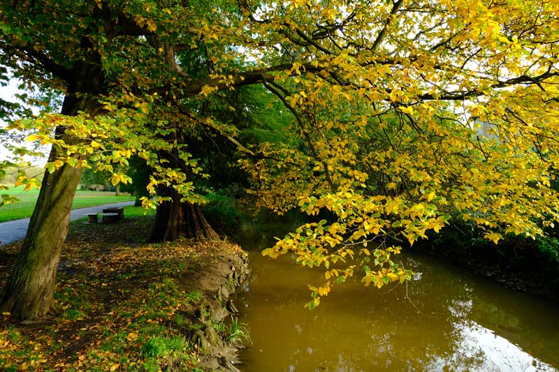 tree overhanging a brook