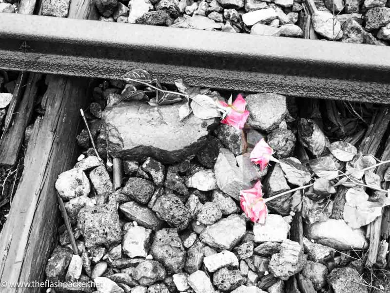 flowers scattered on a railway line seen when visiting auschwitz