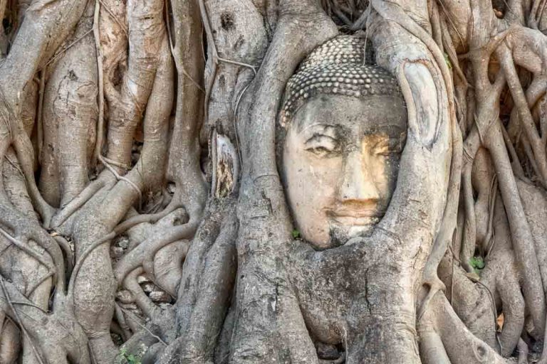 buddha head in overgrown tree roots at ayutthaya temple