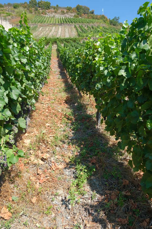 row of planted vines in a vineyard in bacharach germany