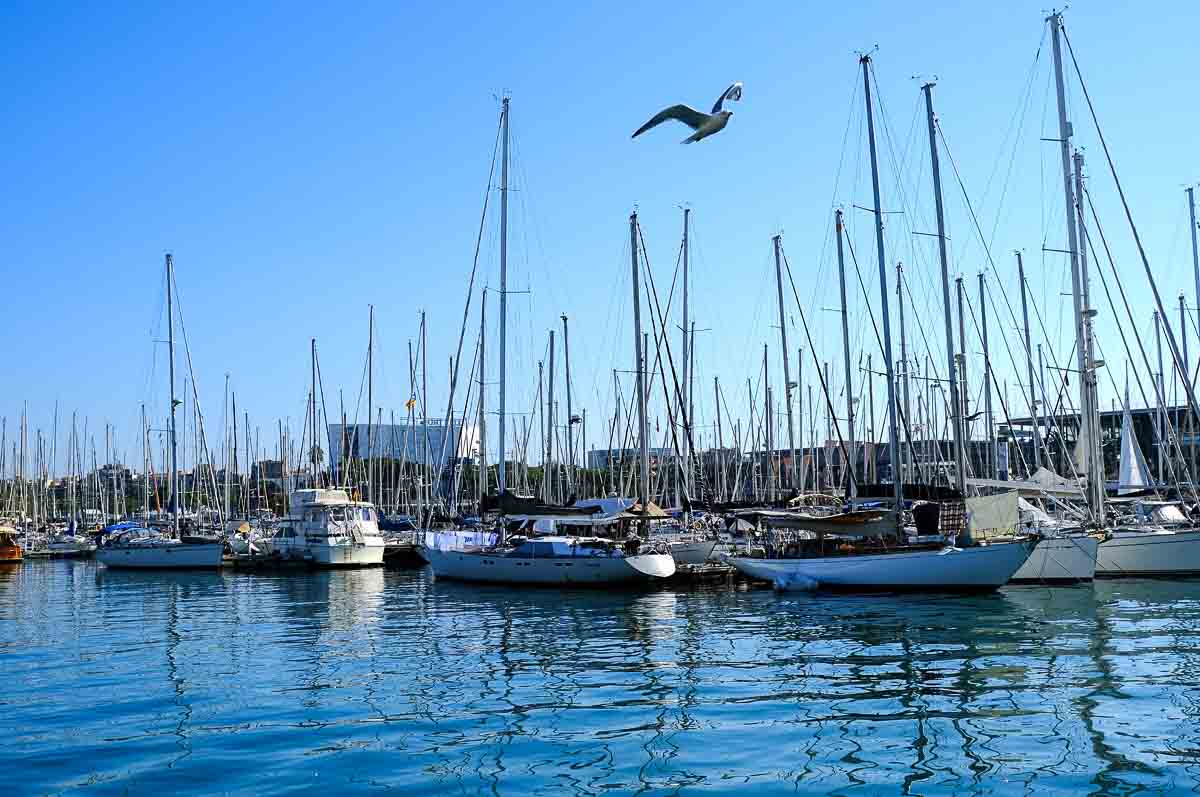 marina with boats and bird flying overhead under blue sky