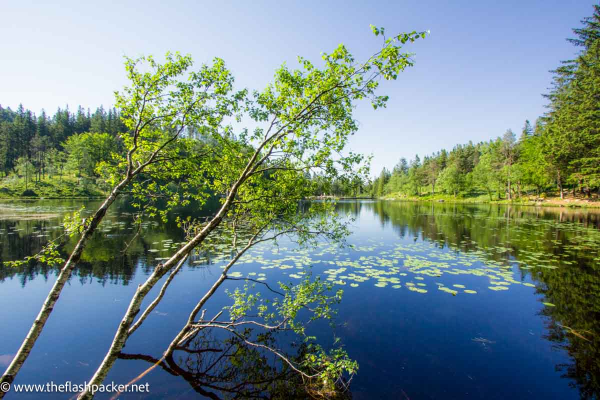 greenery reflected in deep blue water of lake