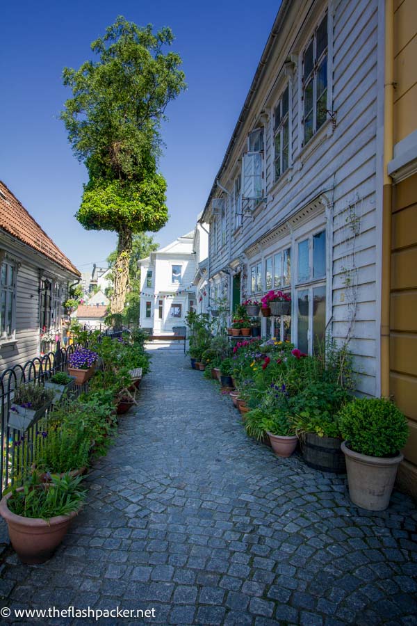 pretty cobbled lane in bergen lined with wooden framed houses