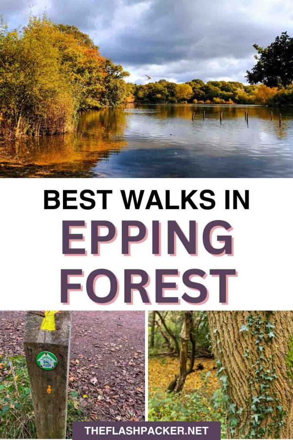 BEST WALKS IN EPPING FOREST