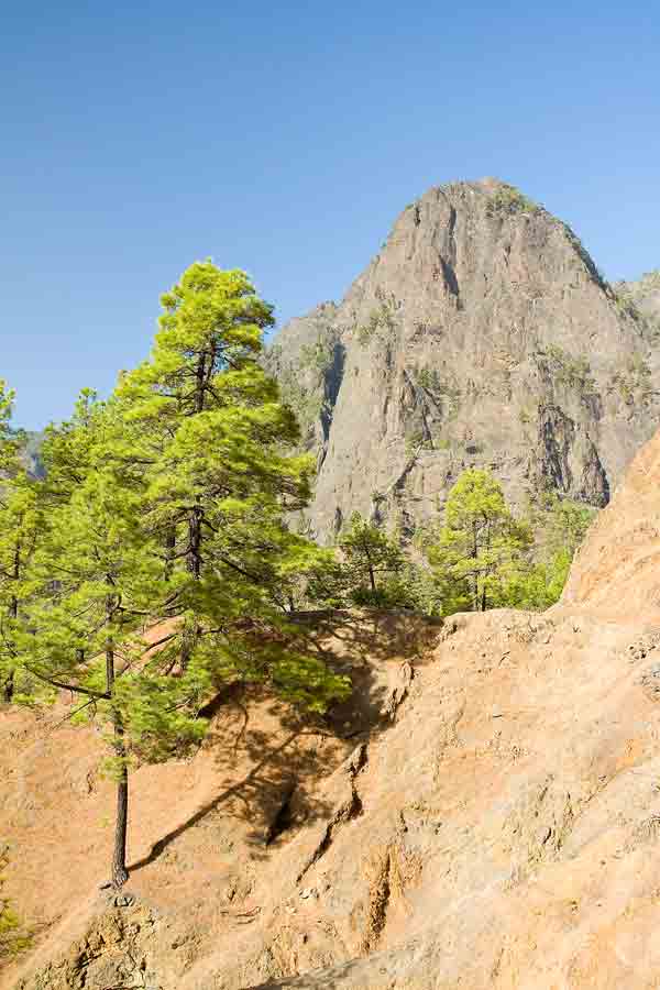 large rock formation behind a few trees in a barren landscape