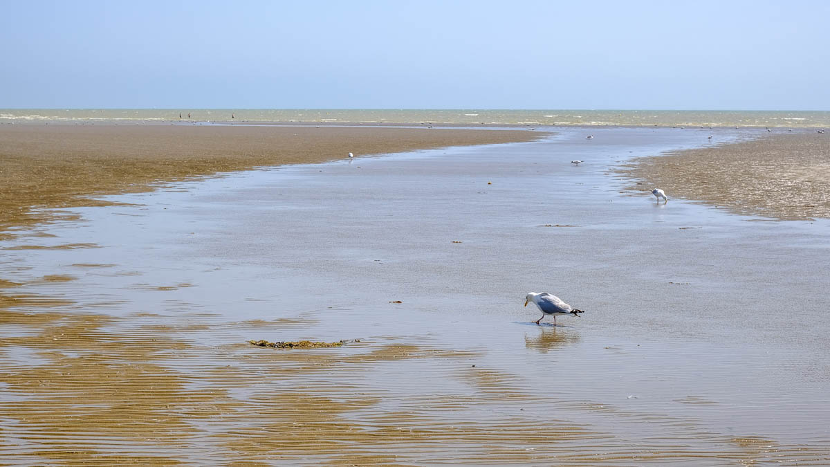 seabirds in rockpools on large sandy beach at camber sands beach