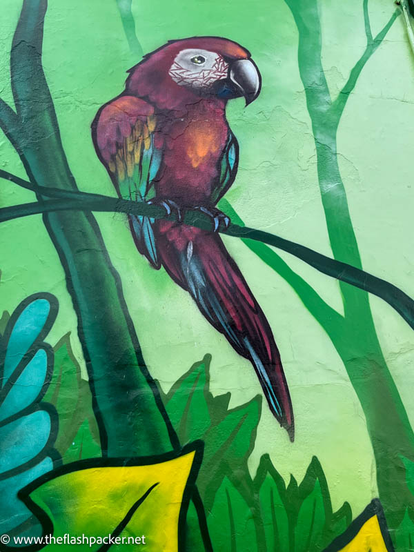 wall mural of a brightly coloured bird sitting on a branch