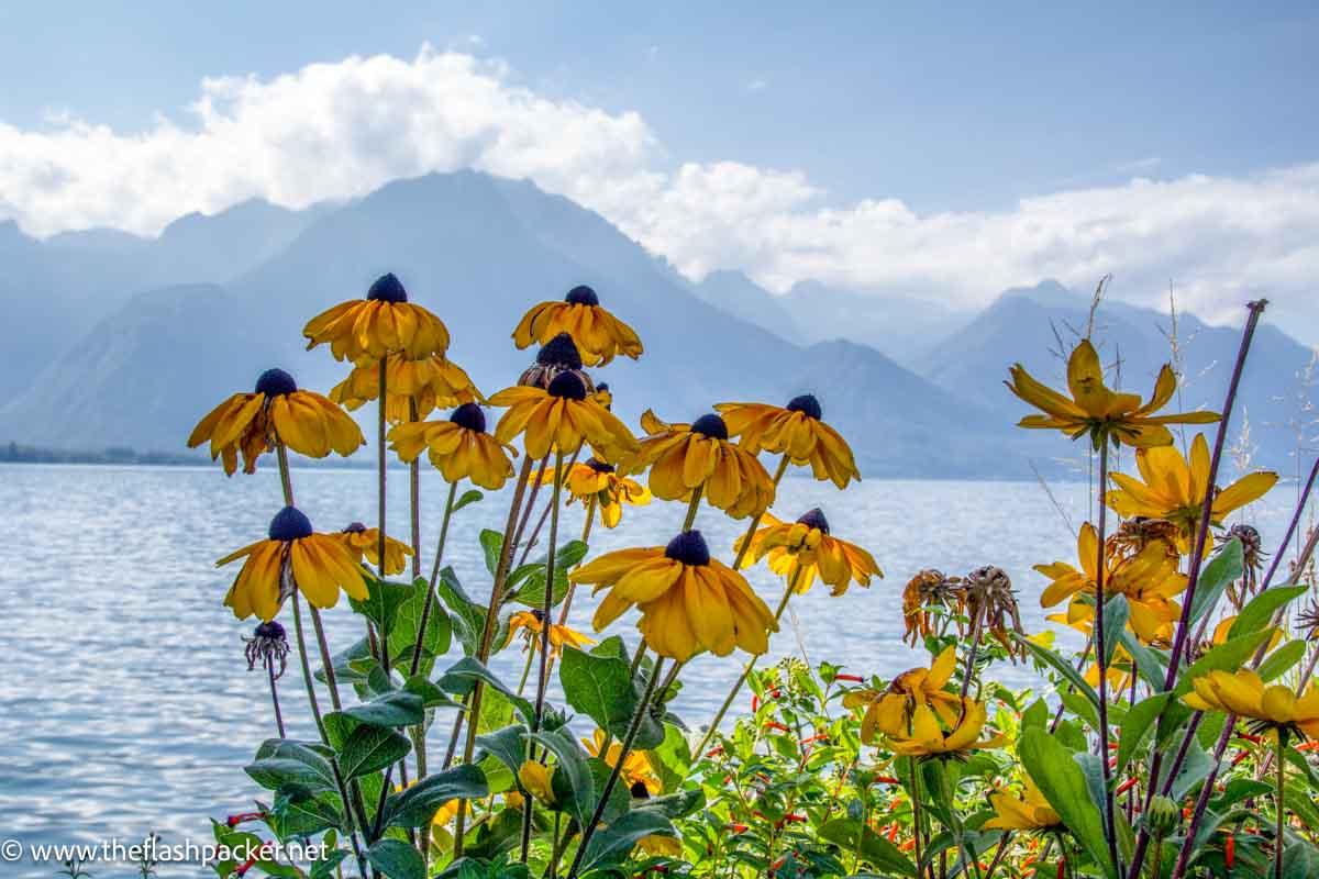 yellow flowers at side of lake