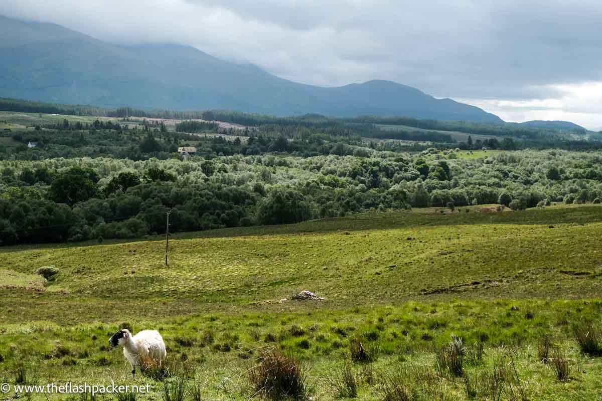 sheep in mountain valley