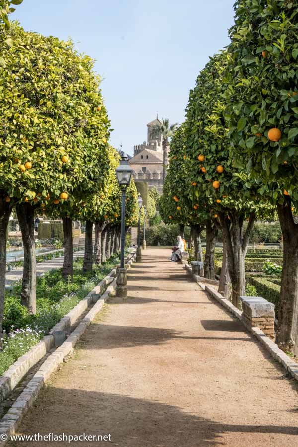 avenue in garden lined with orange trees