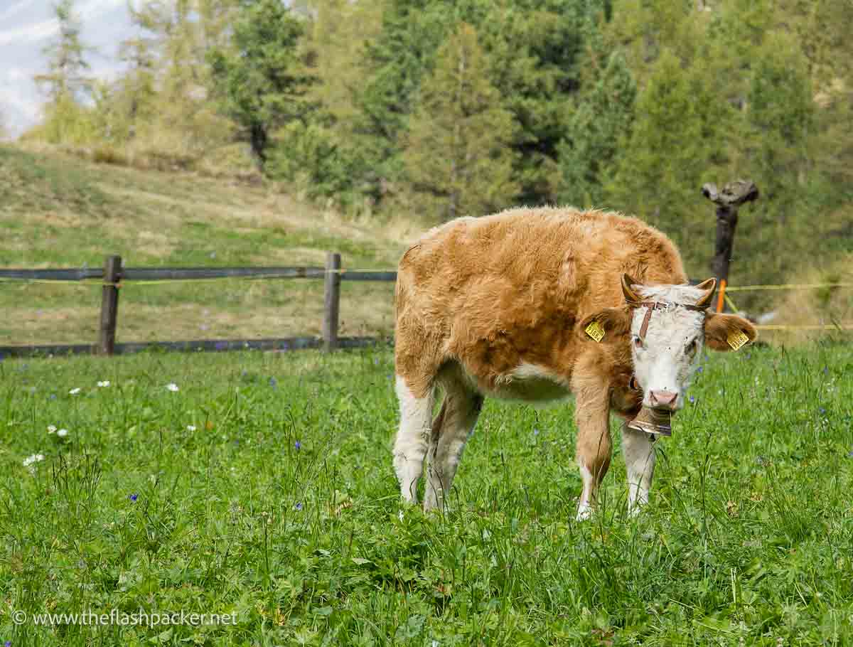 brown cow in a field