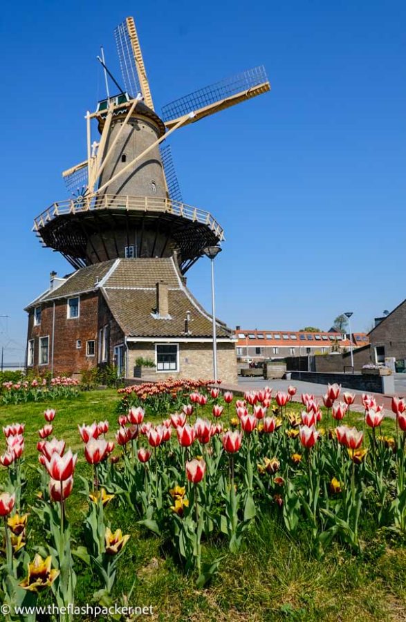 windmill and tulips in delft in netherlands