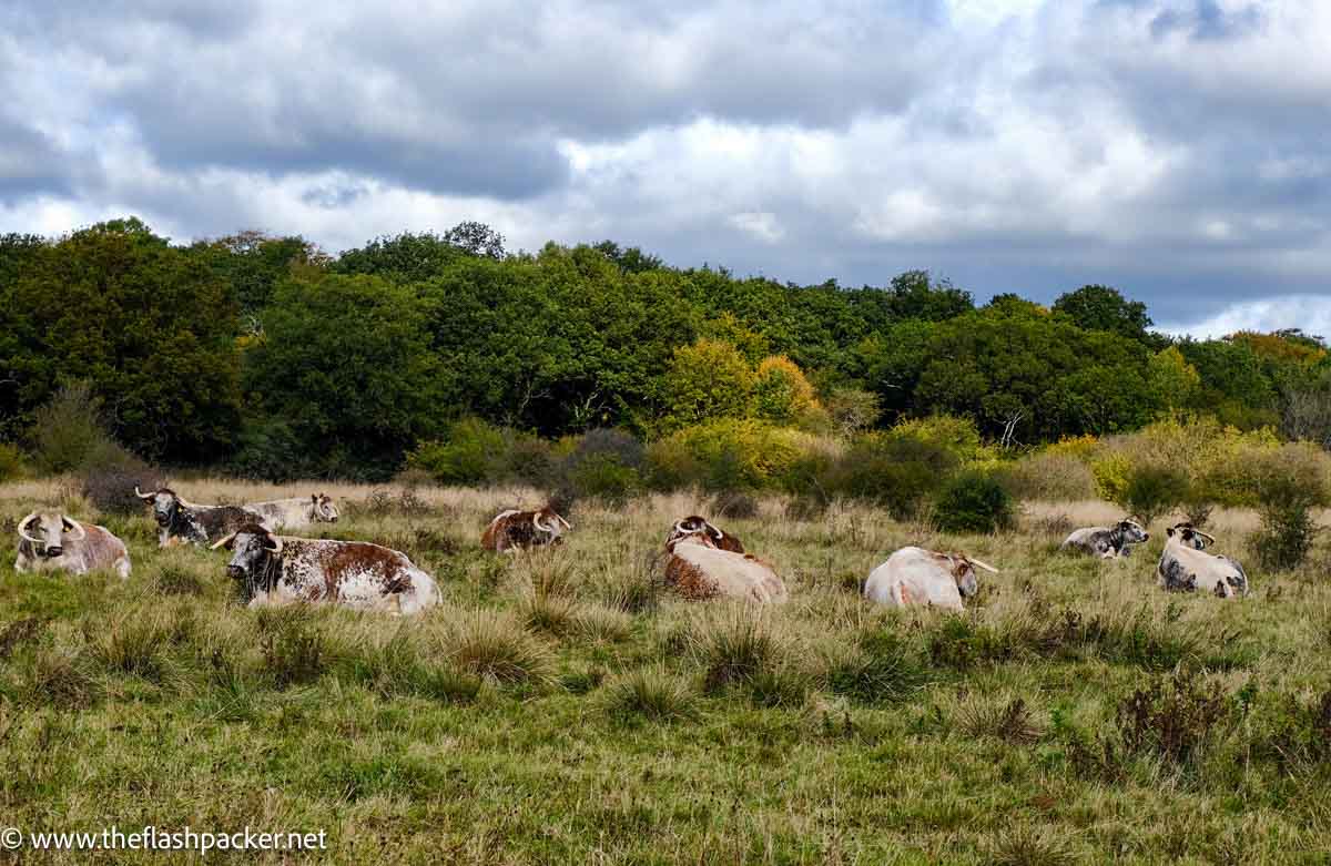 longhorn cattle in epping forest