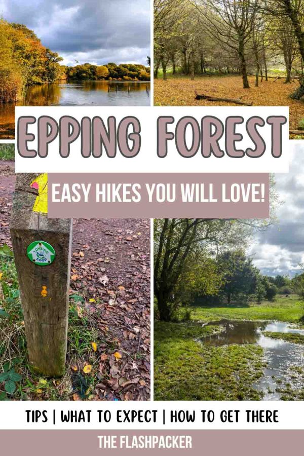 EPPING FOREST EASY HIKES