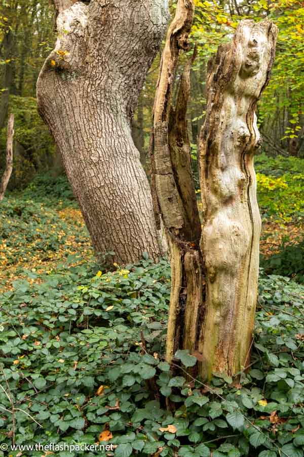 ancient gnarled petrified tree trunk in forest