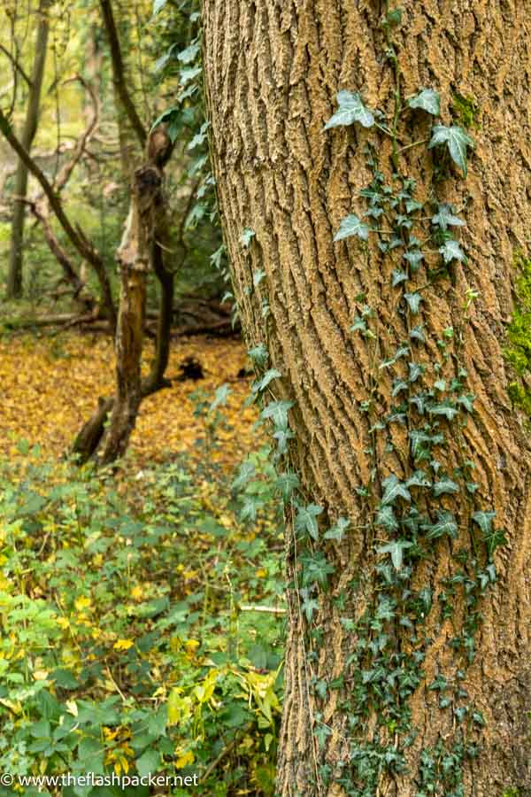 ivy growing on the trunk or a tree