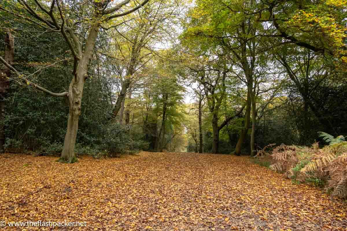 forest glade carpeted with autumn leaves