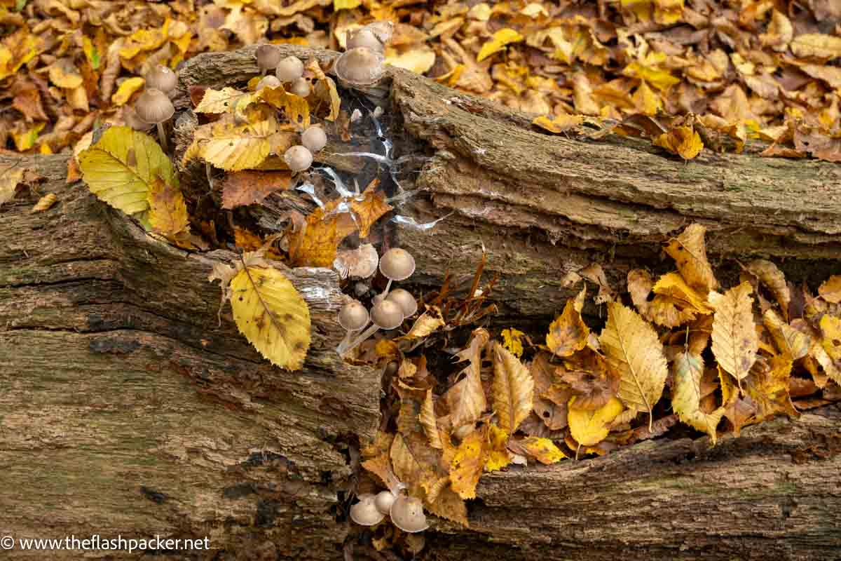 wild mushrooms growing on a fallen tree lying on autumn leaves