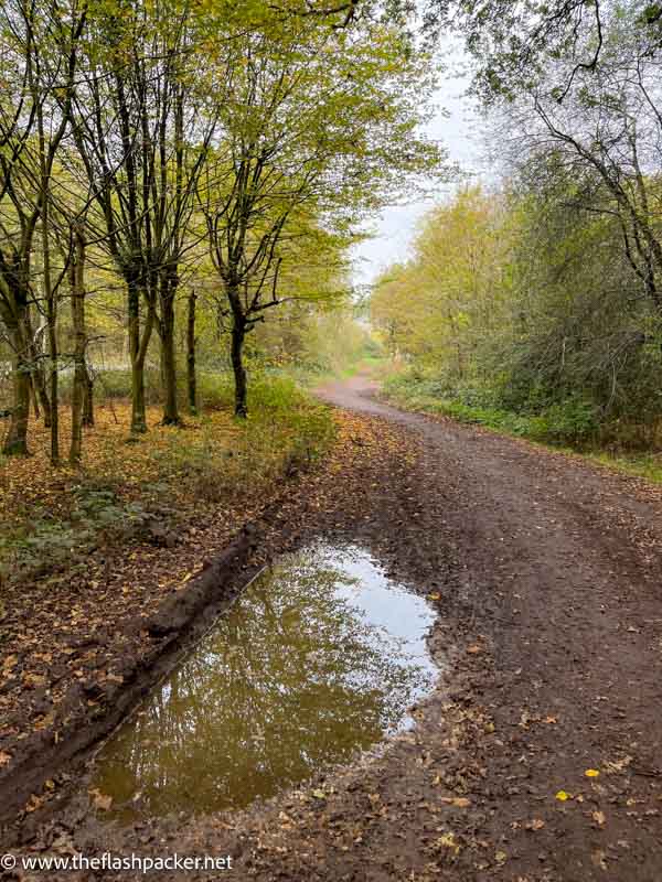 broad surfaced path through epping forest in autumn