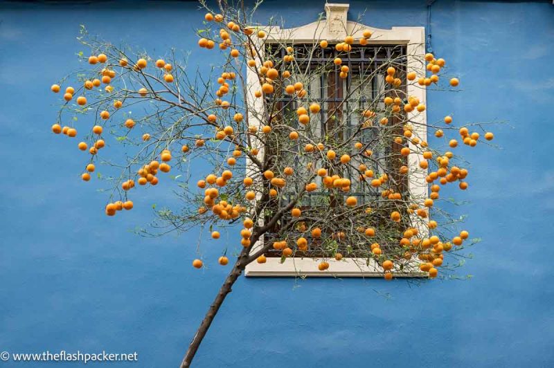 orange tree in front of bright blue wall and window in cordoba spain