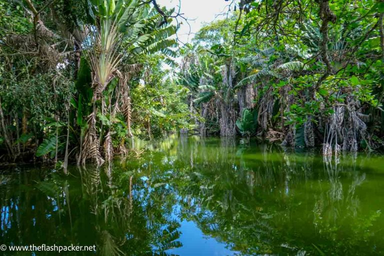 still pond with lush vegetation reflected in water seen during a visit pamplemousses botanical garden