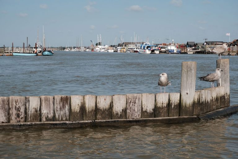 seagulls on breakwater in southwold harbour which is one of the best reasons to visit walberswick suffolk