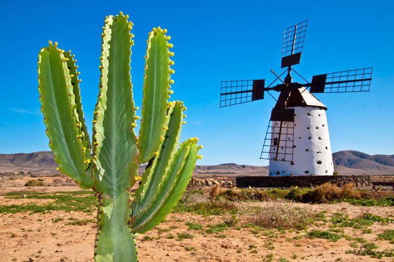 white windmill and a large cactus plant in fuerteventura canary islands spain