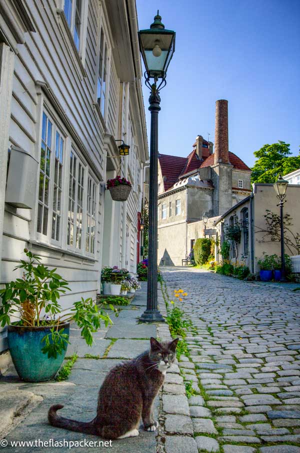 cat sitting on cobblestones in street with wooden buildings in stavanger