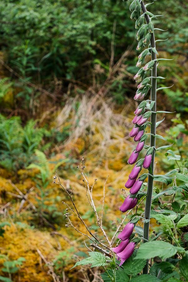 purple flower in woodland