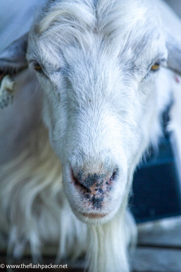 a white goat