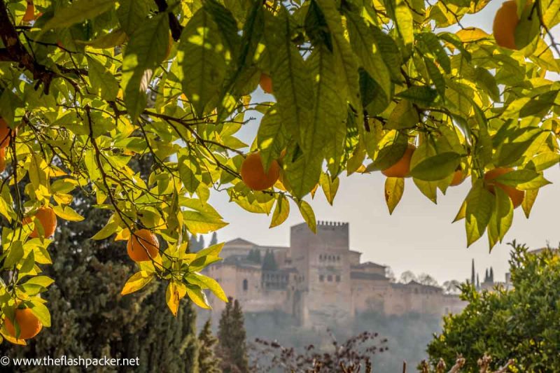 orange tree framing view of the alhambra in granada