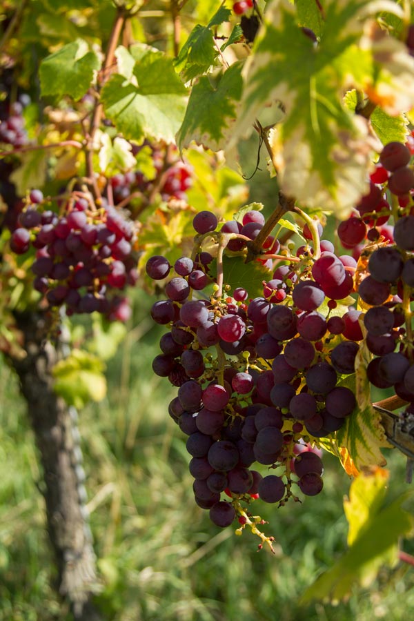 red grapes hanging on a vine