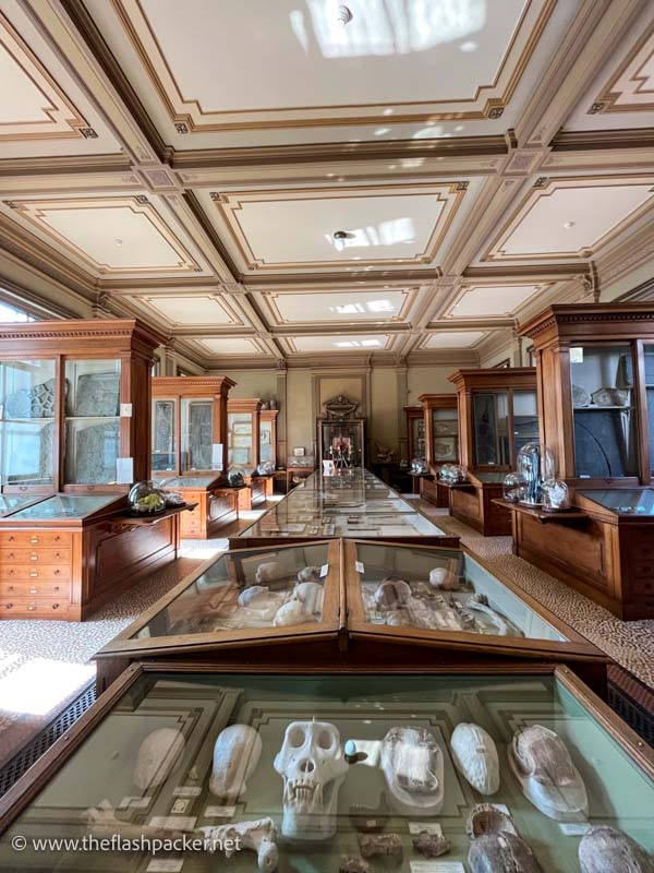 a case with skulls and bones in the hall of teylers museum in haarlem