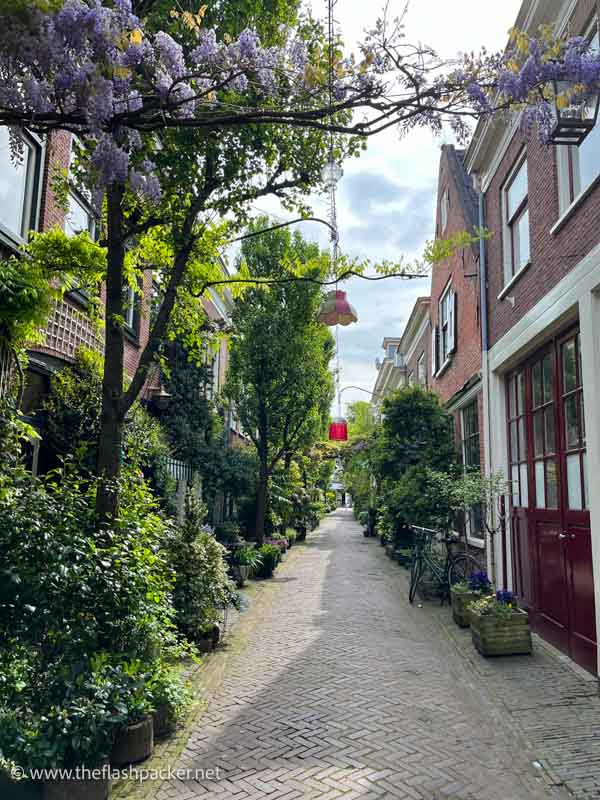 narrow cobblestone street in haarlem with purple wisteria