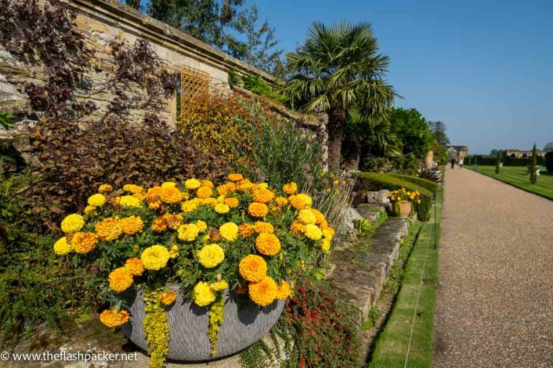 large pot planted with orange and yellow flowers