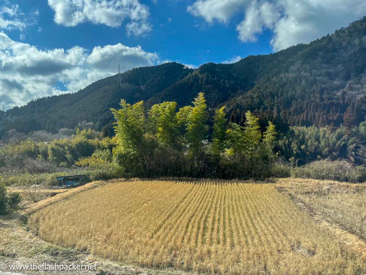 a view across a lush paddy field towards a forested hillside