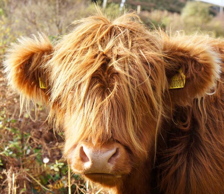 close up of brown highland cow in inverness scotland