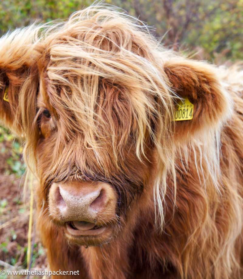 close up of a brown highland cow